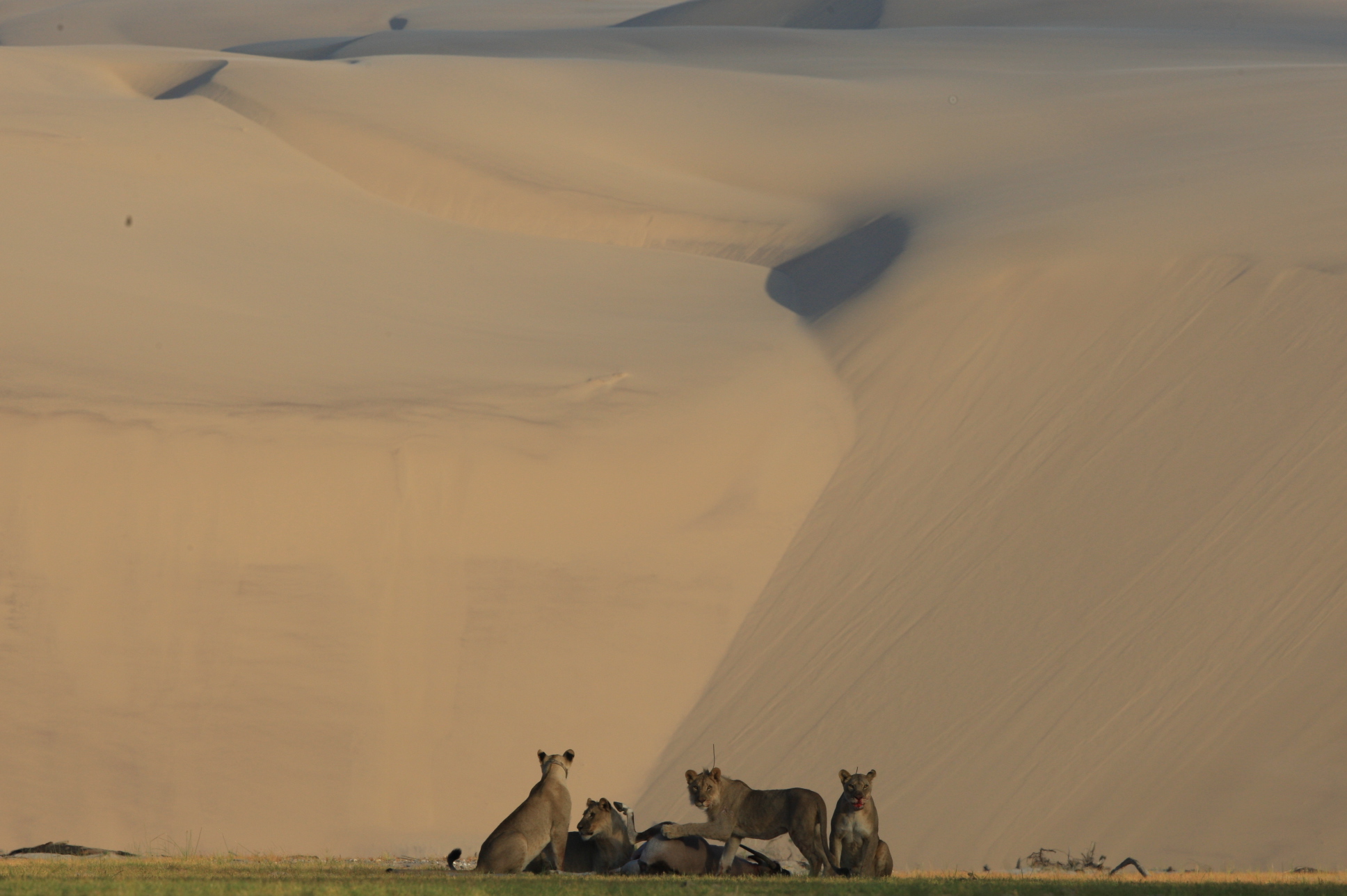 A pride of lions against a sand dune background