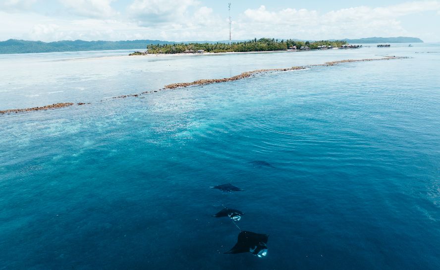 Manta Rays in Raja Ampat