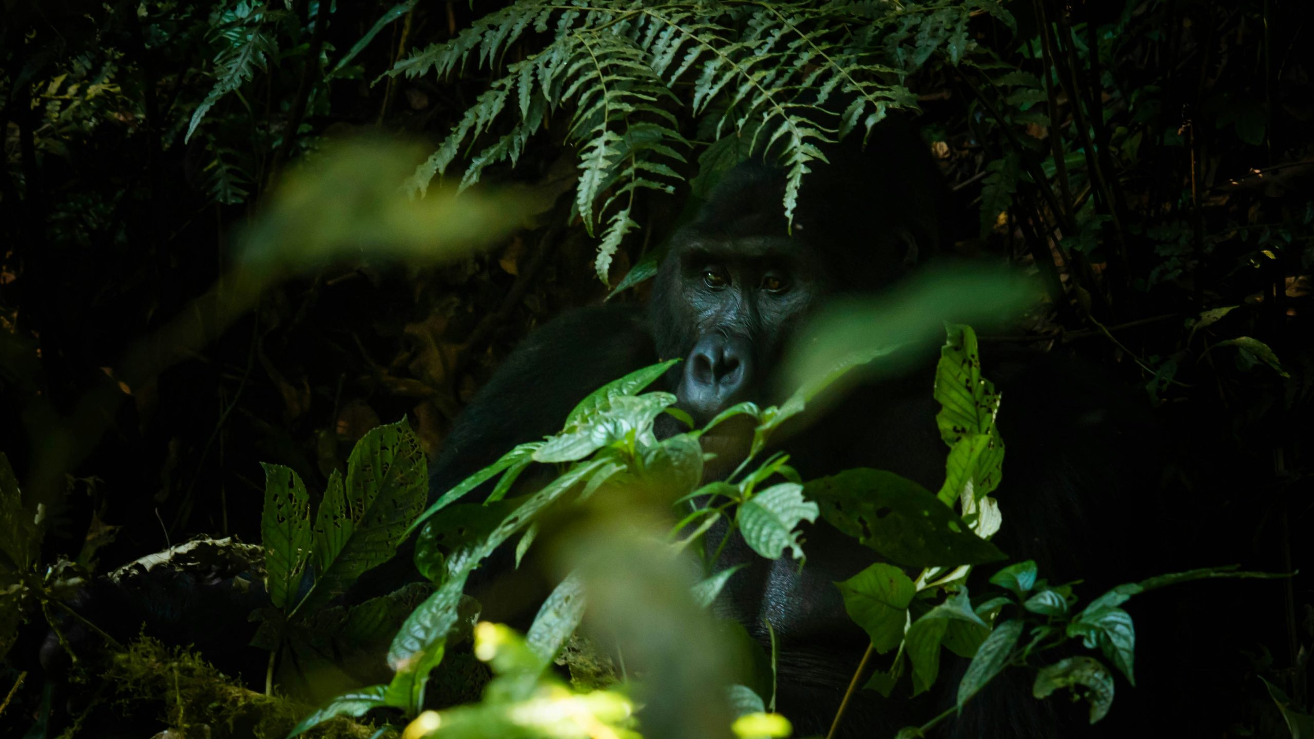 A gorilla hidden in the dark against brightly lit leaves