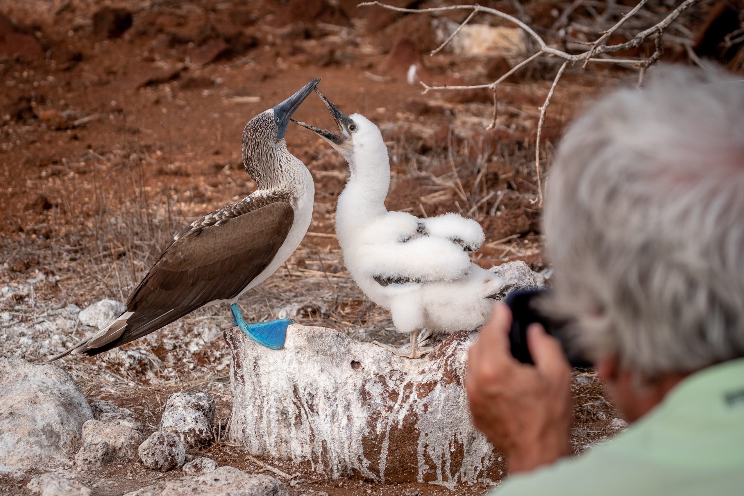 Someone takes a photo of two birds